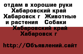 отдам в хорошие руки - Хабаровский край, Хабаровск г. Животные и растения » Собаки   . Хабаровский край,Хабаровск г.
